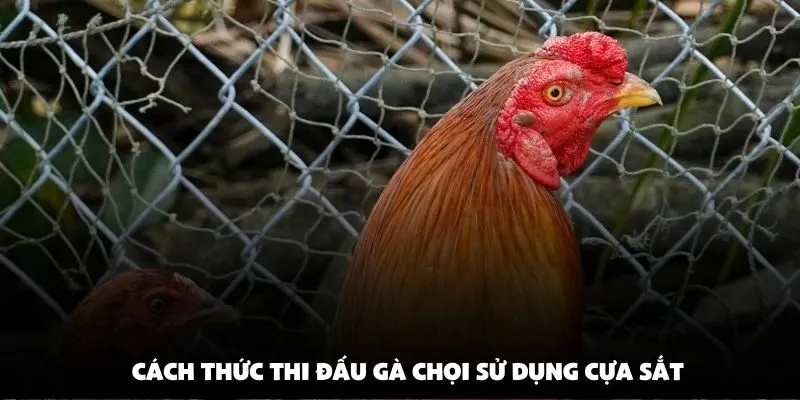 Cách thức thi đấu gà chọi sử dụng cựa sắt