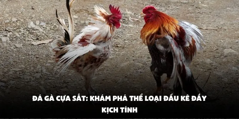 Đá gà cựa sắt