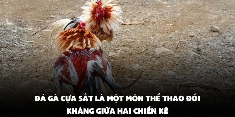 Đá gà cựa sắt là một môn thể thao đối kháng giữa hai chiến kê