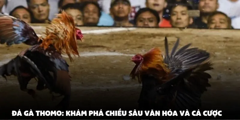 đá gà thomo