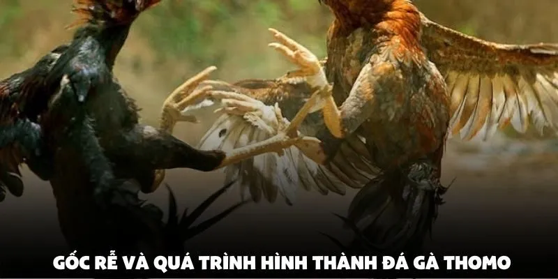 Gốc rễ và quá trình hình thành đá gà thomo