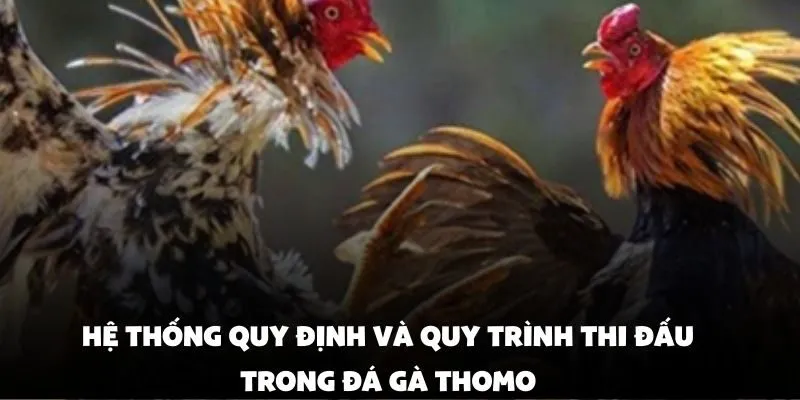 Hệ thống quy định và quy trình thi đấu trong đá gà thomo