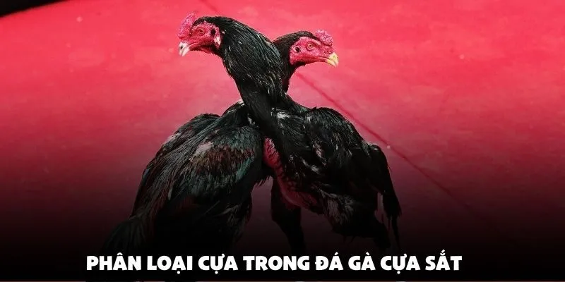 Phân loại cựa trong đá gà cựa sắt