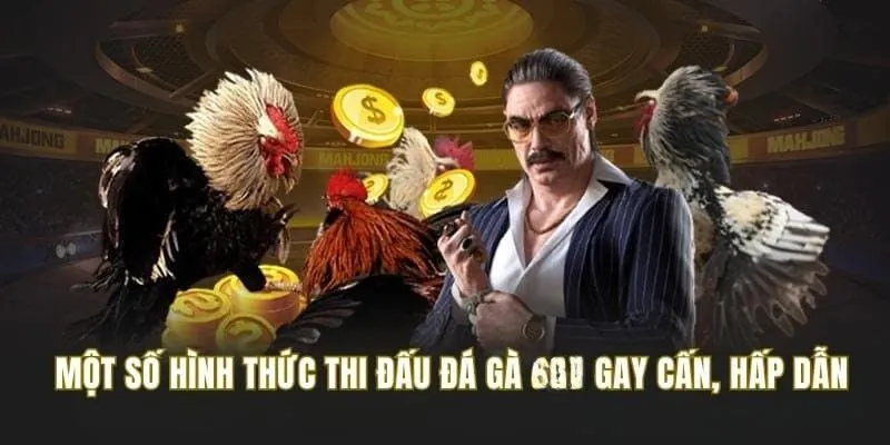 Một số hình thức chọi gà phổ biến với độ hấp dẫn và gay cấn cực cao