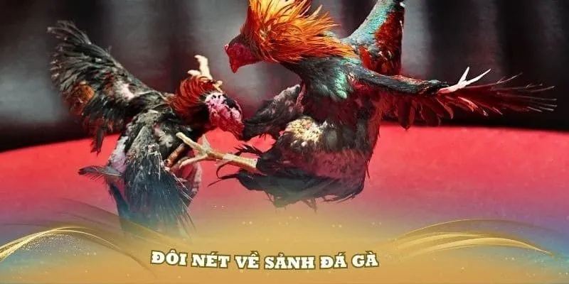 Đôi nét về thiên đường đá gà cùng nhiều kèo cược hấp dẫn