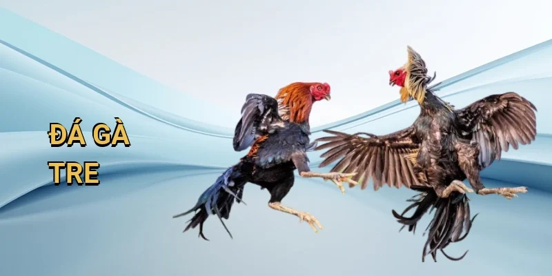Đá gà tre