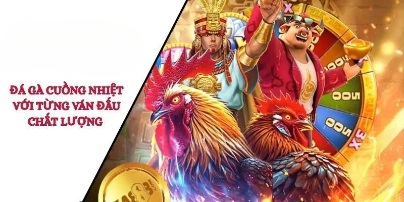 Đá gà cuồng nhiệt với từng ván đấu chất lượng